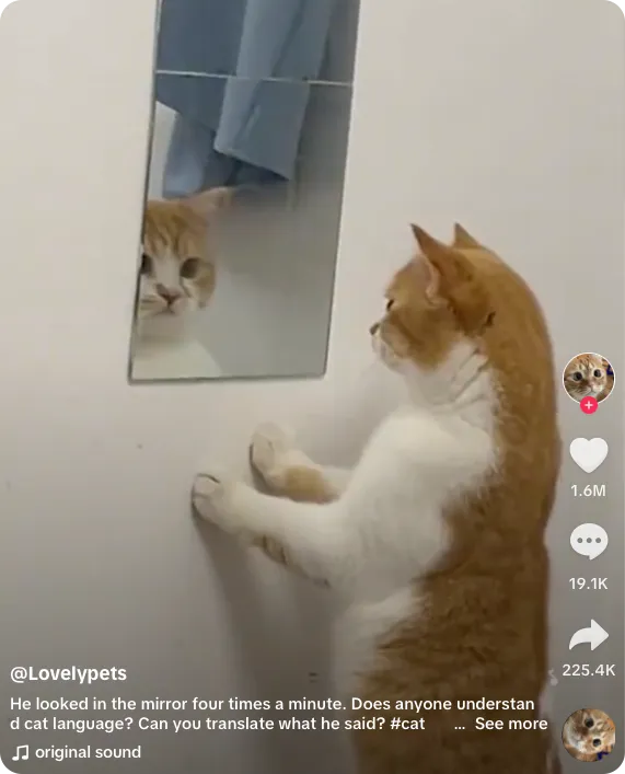 ide konten TikTok lucu berisi hewan peliharaan
